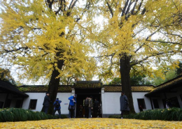 扬州百年银杏树身披“黄金甲”