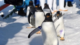 哈尔滨极地馆企鹅：外边这么冷 我想去看看