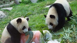 大熊猫迎2周岁生日