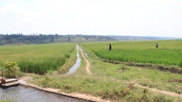 卢旺达农田开发项目水渠