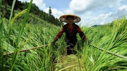 农户对杂交水稻人工授粉