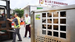 大熊猫首次安家海南岛