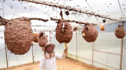 贵州胡蜂养殖助脱贫增收