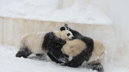“功夫”大熊猫雪中撒欢