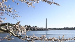 华盛顿樱花盛开