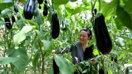 陕西：设施农业促增收