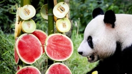旅荷大熊猫星雅六岁生日