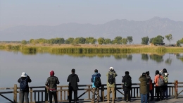 自然观察节-北京野鸭湖