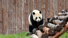 甲勿海大熊猫保护研究园