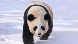 大熊猫雪后“撒欢”