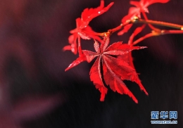 秋色染枫林 红叶美如花