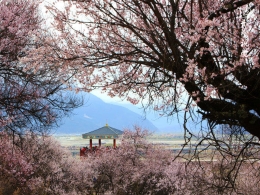 西藏的春天美如画