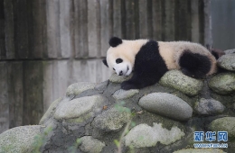 大熊猫仍是濒危物种 需继续加大保护力度