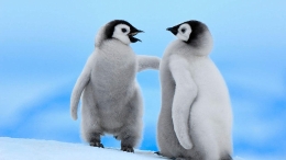 南极洲企鹅：天生对人类充满好奇