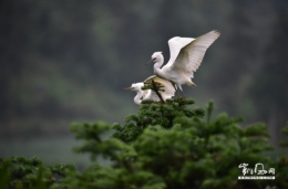 鹭鸟翩跹描绘生态美景
