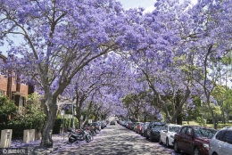 悉尼蓝花楹树绽放紫色花朵