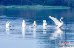 安徽黄山：新安江源头大天鹅群中又现灰天鹅
