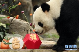 香港：大熊猫乐享新春大餐