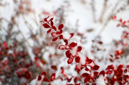 红叶傲雪图
