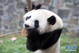大熊猫 “星雅”“武雯”赴荷兰参加科研合作