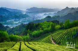 绿色家园 汉中茶乡