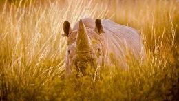英国摄影师拍摄非洲野生动物获奖