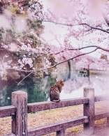 粉红色童话：樱花季的日本也很美丽