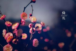 中国十大名花欣赏，美极了，大开眼界！