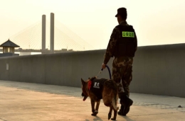 一条“功勋犬”的独白：我生于警营，我不是宠物！