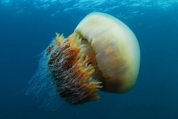 摄影师日本深海拍摄巨型野村水母
