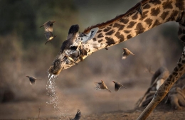 有趣！长颈鹿饮水后打喷嚏吓走牛椋鸟