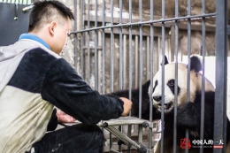 熊猫野化培训师：我们要做的就是“隐身”