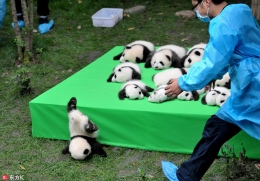 你能抵住这些熊猫的呆萌诱惑吗