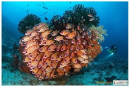 美到窒息-四王岛潜水摄影大赛作品一览