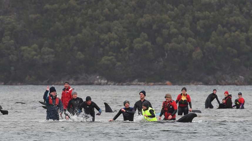澳大利亚塔斯马尼亚州西海岸发生大规模鲸鱼搁浅