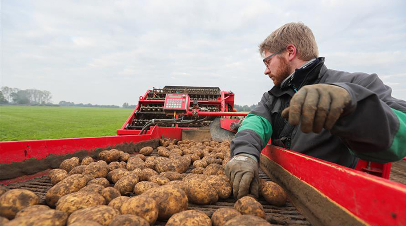 比利时：收获土豆