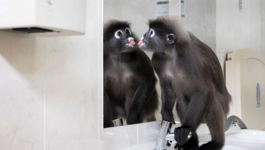 新加坡：猴子“照”镜