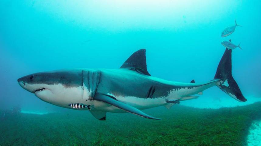 澳报告称12%在澳鲨鱼类物种面临灭绝风险