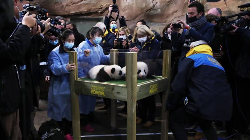 旅法大熊猫双胞胎获名“欢黎黎”和“圆嘟嘟”