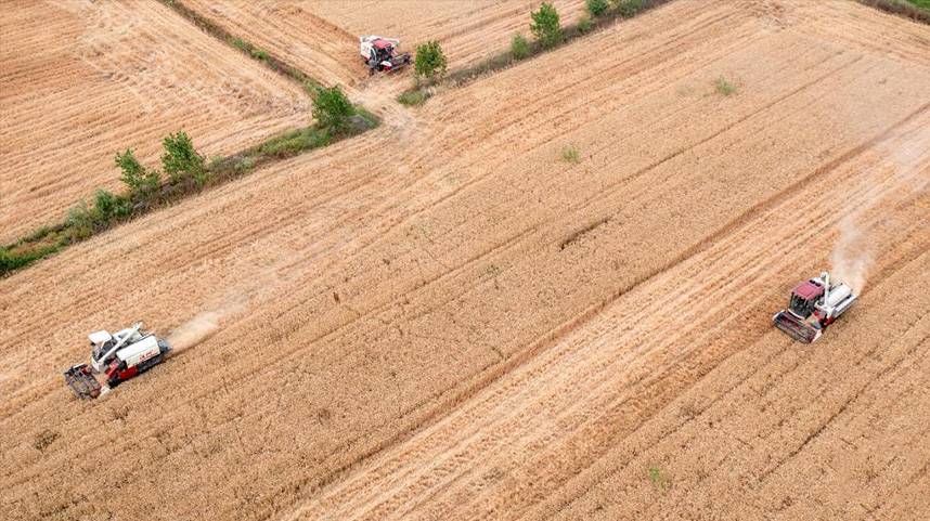 全国“三夏”大规模小麦机收全面展开