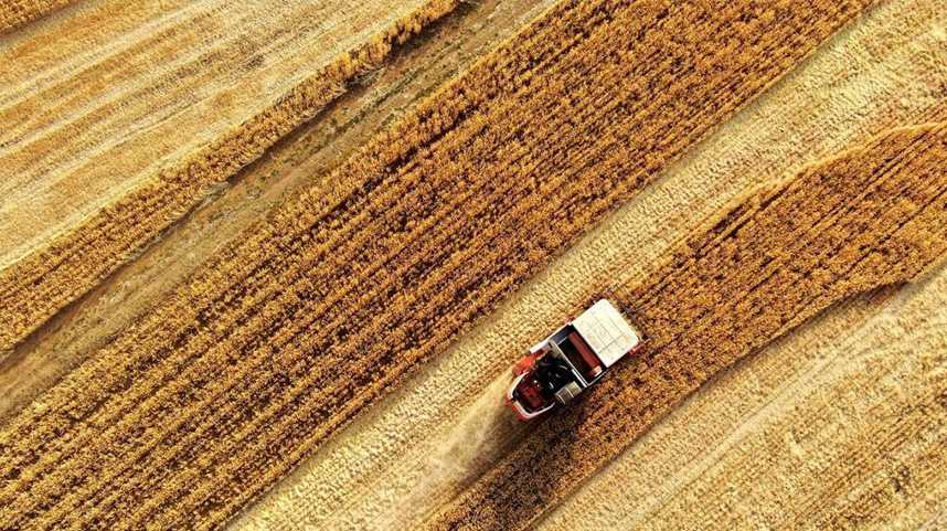 全国收获小麦过两成