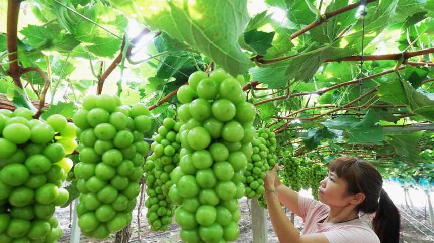 河北晋州：葡萄成熟采收忙
