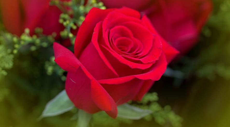 玫瑰花如何保存才能持久不枯 延长玫瑰花保鲜期妙招