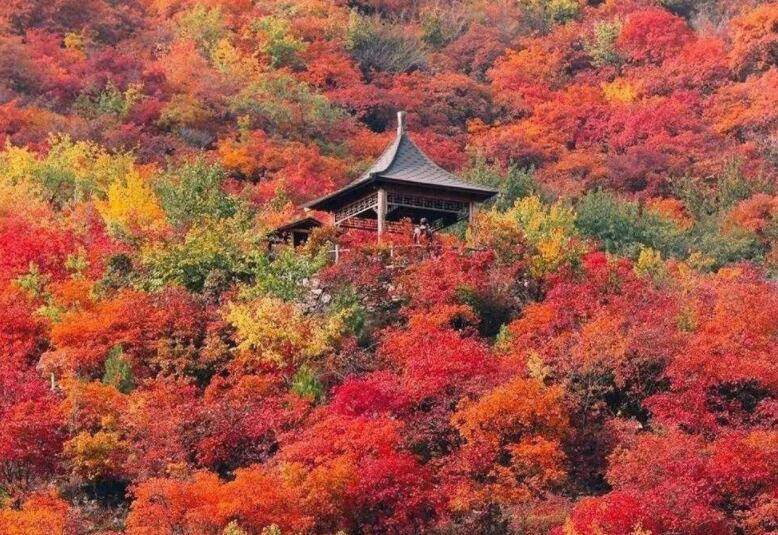 在这些彩叶翩飞的京郊美宿 尽享秋日静好时光