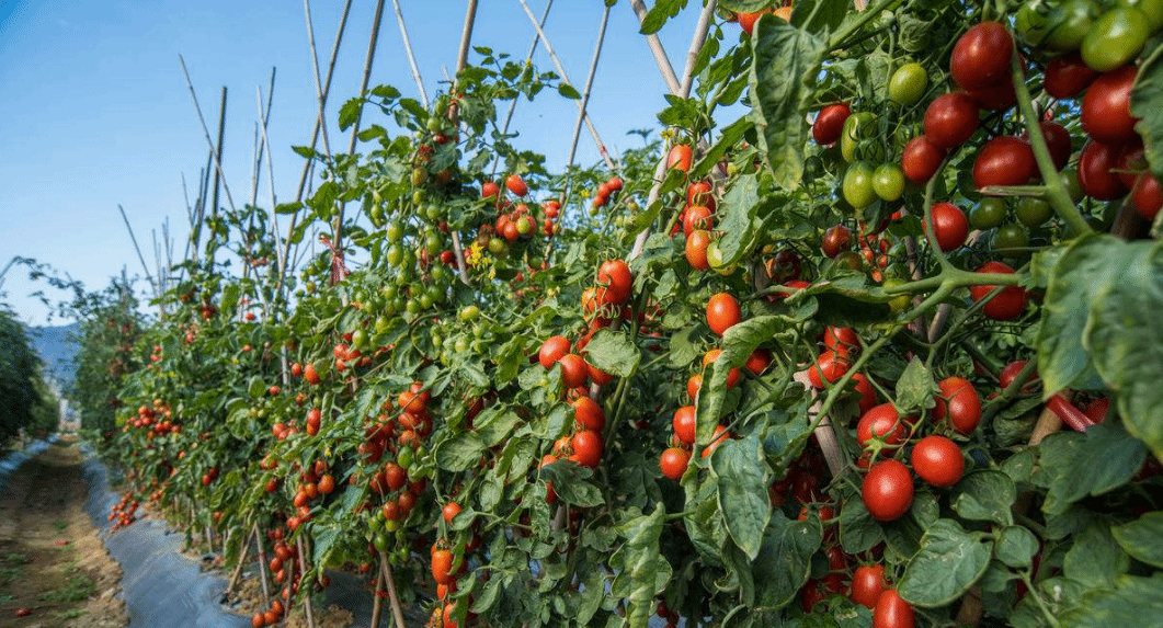 催熟西红柿能吃吗？关于西红柿的安全问题你需要知道这些