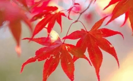 红枫一年四季都是红色的吗？也有很高的药用价值