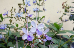 这种花开花真洋气！花朵像极了“蓝蝴蝶”