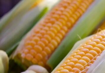 作为世界三大粮食作物之一  1根玉米有多少营养？