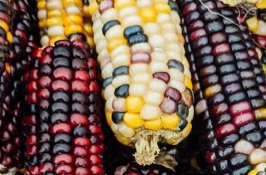 玉米品种那么多  到底该如何选择？