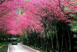 又是一年赏花季，中国十大目的地踏出最美春天